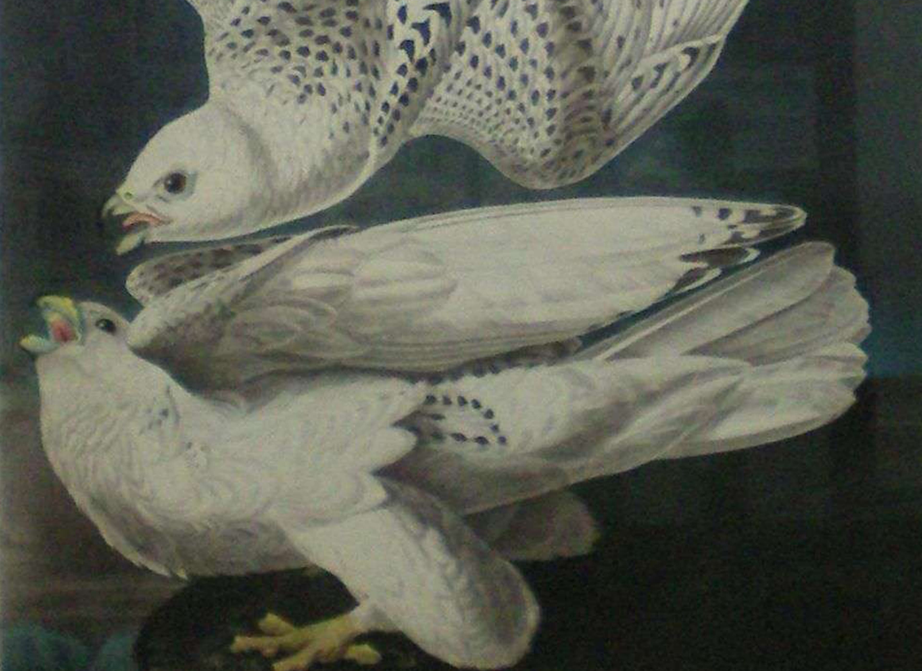 Audubon